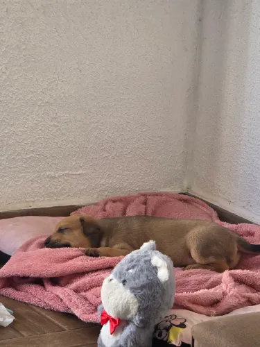 Doa-se cachorro caramelo filhote