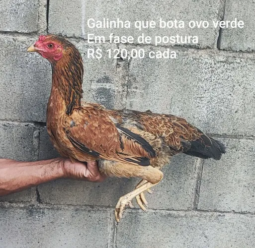 Galinha que bota ovo verde - Em fase de postura
