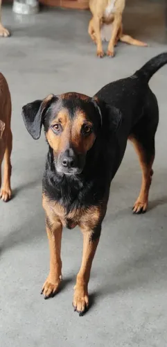 Adoção cão super dócil, devolvido ao abrigo porque cresceu