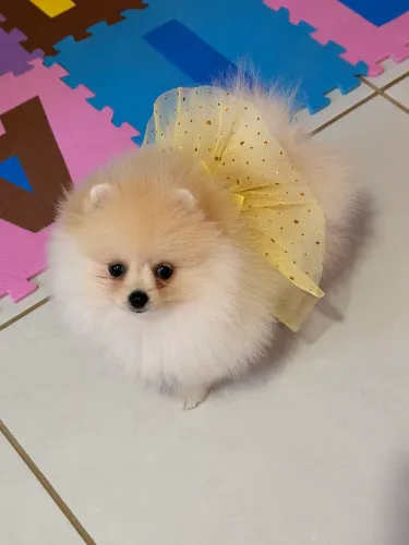 Lulu anã fêmea
