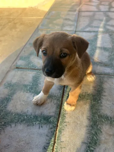 Doação Cachorros filhotes 