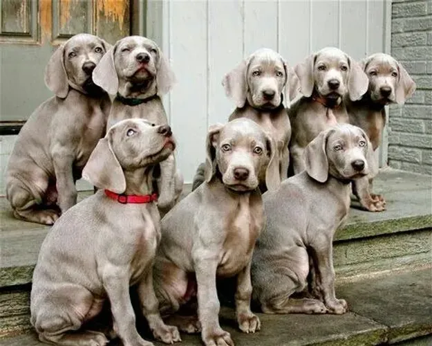 Weimaraner 