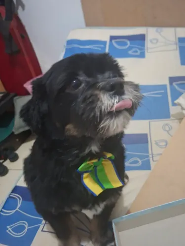 Doação Cachorra 