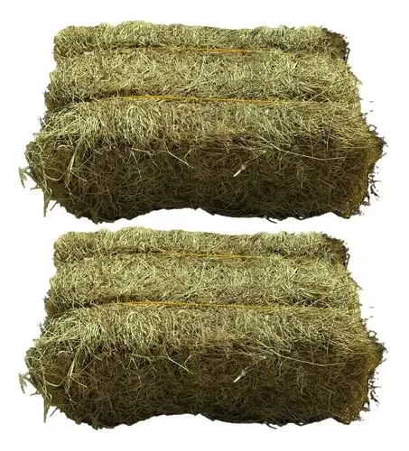 Feno de capim Coast Cross fardo de 12kg