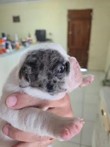 Filhote de Bulldog francês