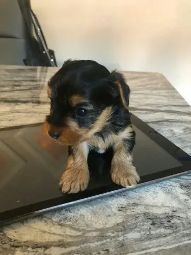 Yorkshire Filhotinho fofo para quem procura companhia