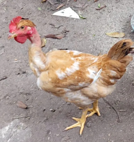 Galinha caipira