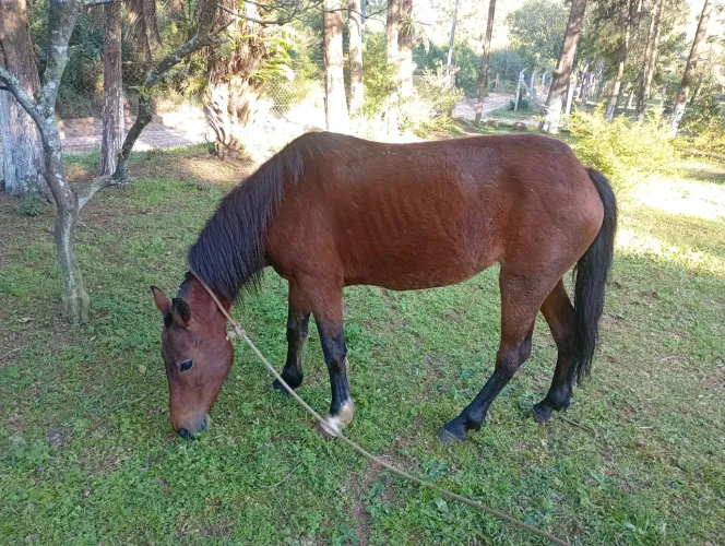 Vendo ou troco égua