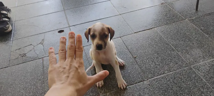 Cachorro doação vira-lata, deixo na sua casa 