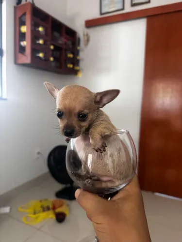 PINSCHER 0 EXÓTICOS