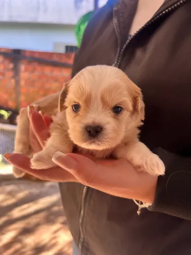 Filhote de Shihtzu