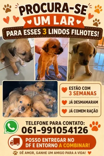 Doação de filhotes