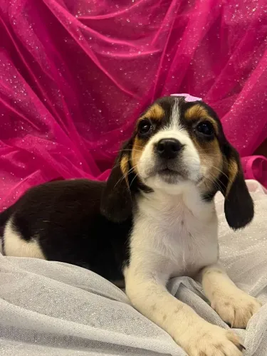 beagle R$ 2450,00  