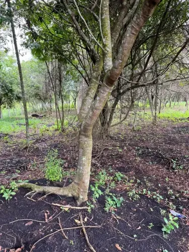 Imóvel para venda com 12.003M2, Rua 6 esquina c/ Rua 1,  Chácaras Califórnia - Goiânia - G