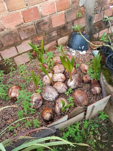 Muda de coco verde