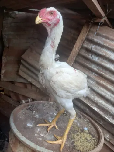 Índio gigante 