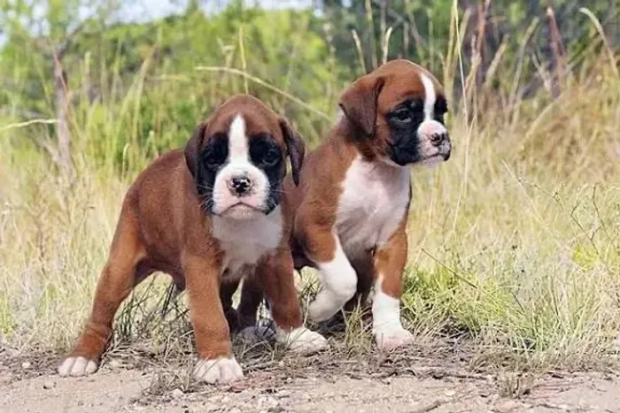 Boxer para Sua rotina