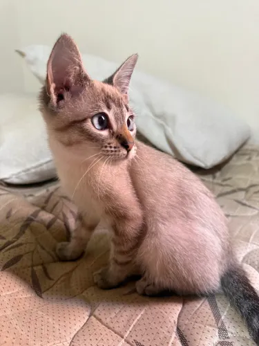 Gatinhos filhotes para doação 