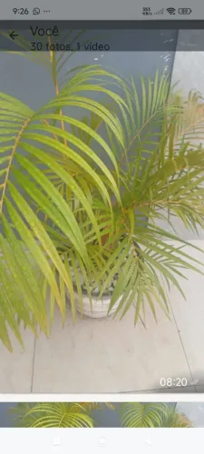 Plantas palmeiras com vaso120 os dois