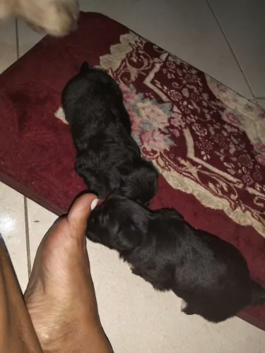 Filhotes de poodle toy