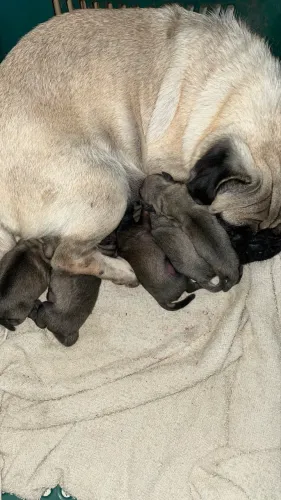 Filhotes de Pug Macho 