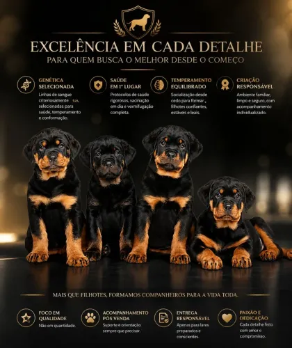 Rottweiler 