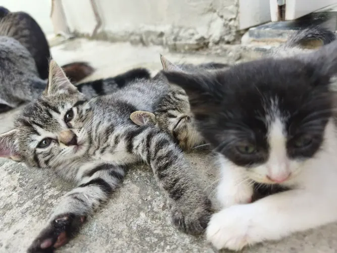 Gatos/ gatinhos para adoção 