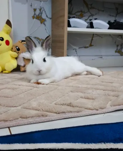 Coelho mini Lion