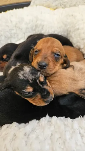 Filhotes de Basset Dachshund (Salsicha)