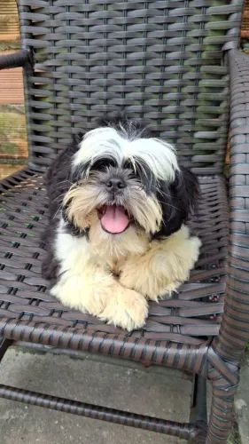Vendo shih tzu macho