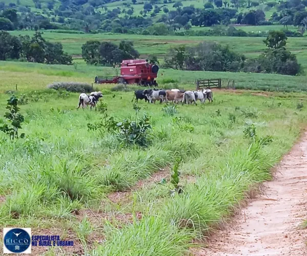 Fazenda à Venda em Diorama GO | 56 Alqueires