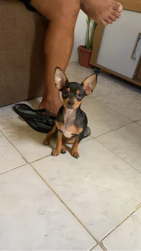 Vende-se pinsher