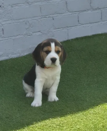 Lindos filhotes de Beagle disponíveis para famílias que procuram qualidade, companheirismo
