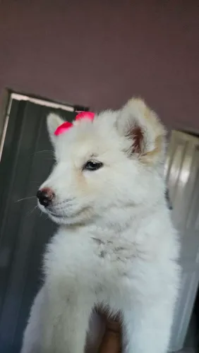 Rusky siberiano fêmea