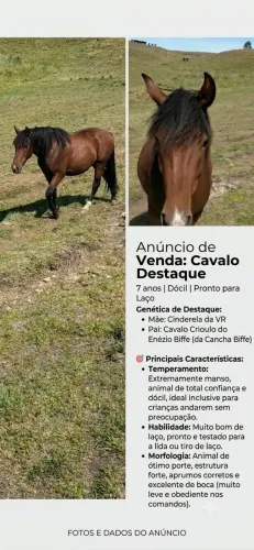 cavalo crioulo lindo