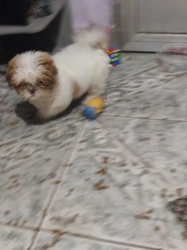 shihtsu 60 dias cor branco e caramelo va vacinado e vermifugado