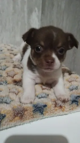 Lindo machinho de chiuahua