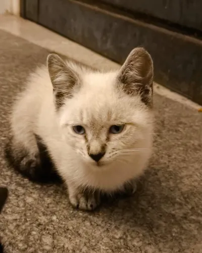Gatinho macho para adoção - 3 meses