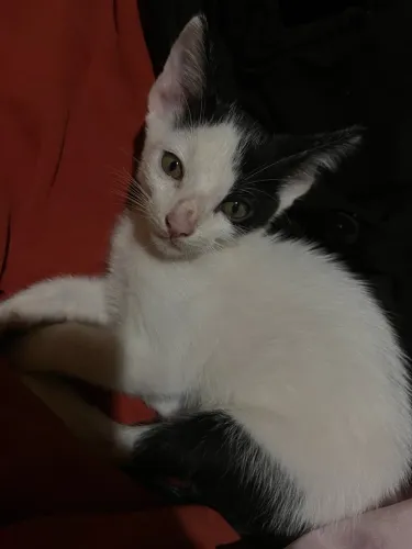 Gatinhos disponíveis para doação 
