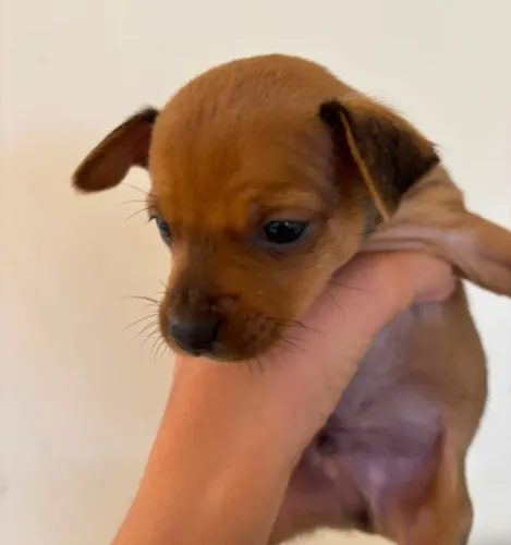 Cachorro macho Pinscher