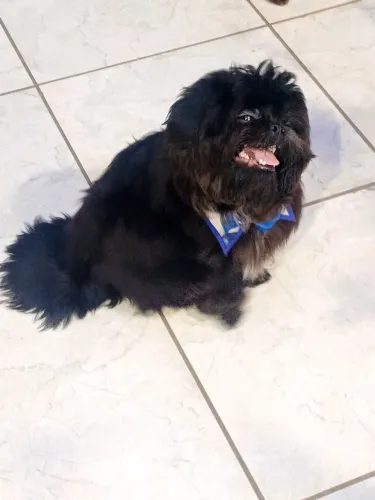 seu melhor amigo peludo