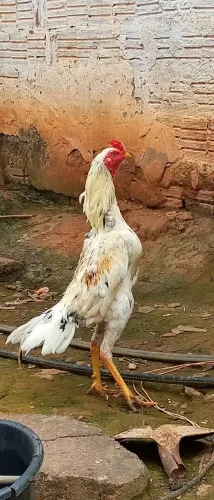 Galo é frango 
