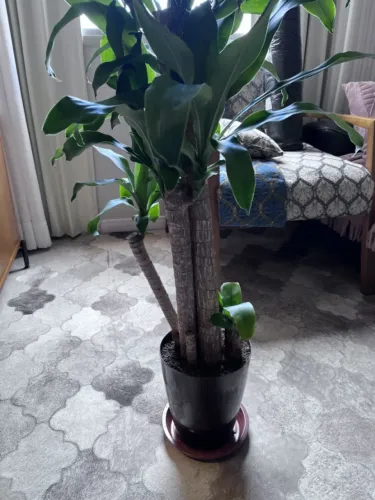 vaso de dracema para jardim ou decoração