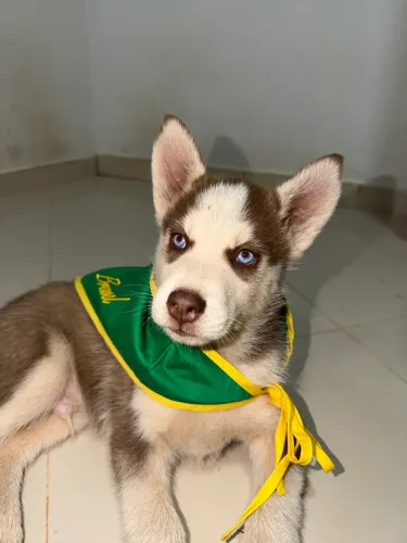 Husky siberiano 