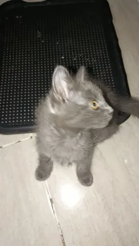 Gatinha femea cinza