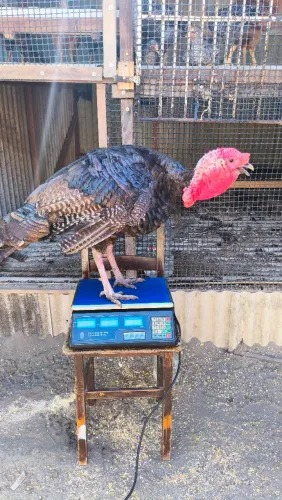 Vende-se peru adulto reprodutor com escova e com 7kilos e 300 gramas.
