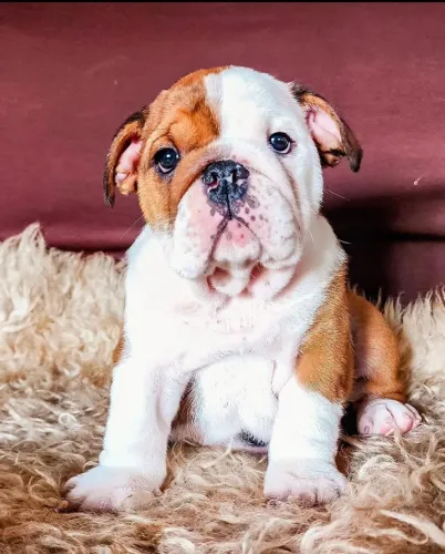 Um companheiro fiel e carinhoso para toda a família. Conheça nosso Buldogue Inglês!