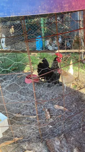 Casal galo e galinha