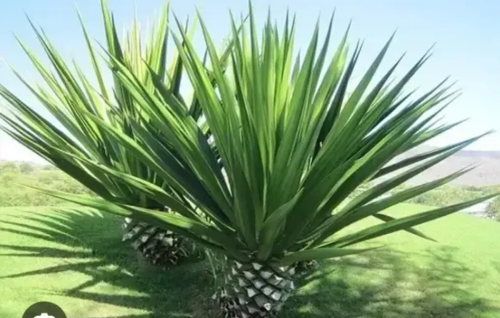 Mudas de Sisal