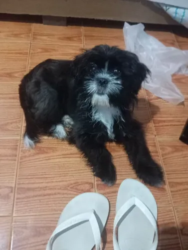 Vendo Shih Tzu fêmea , 5 meses , com as vacinas em dia.